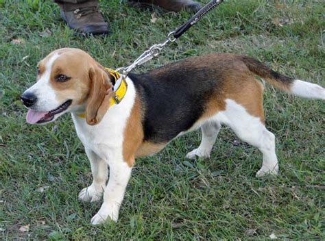Gillian C. . Field trial beagles for sale